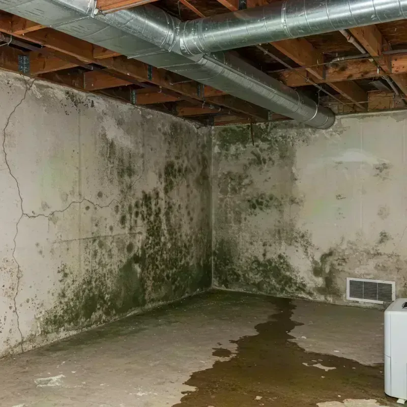 Professional Mold Removal in Nashville, IL